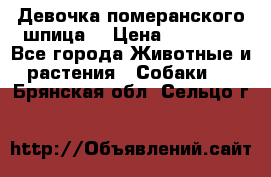 Девочка померанского шпица. › Цена ­ 40 000 - Все города Животные и растения » Собаки   . Брянская обл.,Сельцо г.